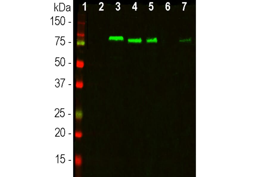 Western Blot - Anti-MARCKS Antibody [5F9] (A270556) - Antibodies.com