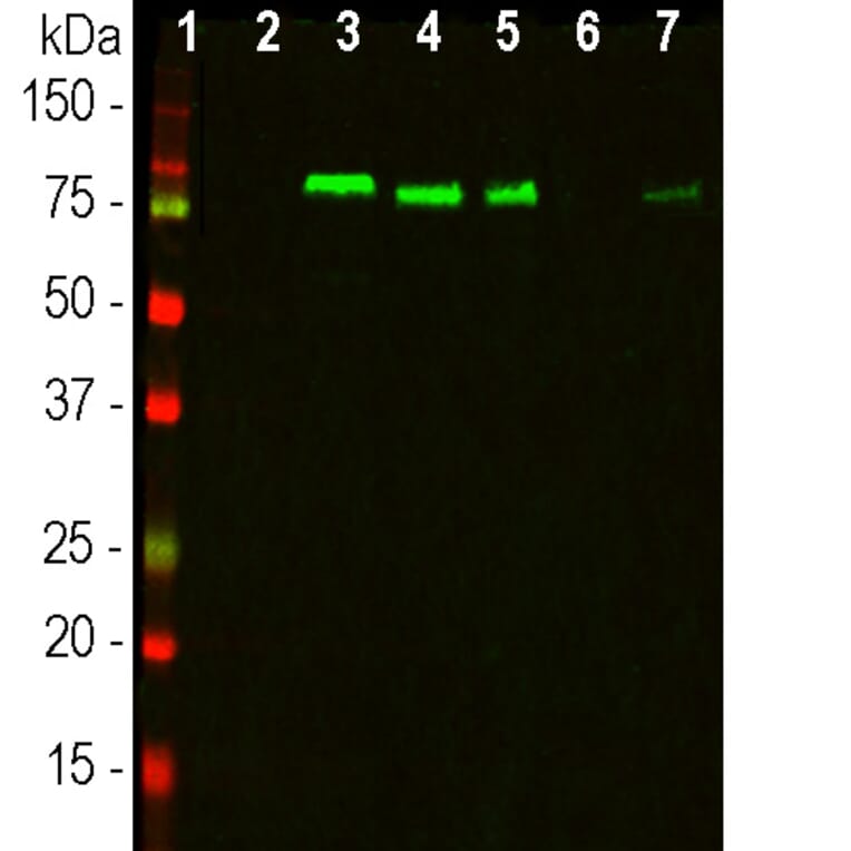 Western Blot - Anti-MARCKS Antibody [5F9] (A270556) - Antibodies.com