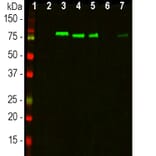 Western Blot - Anti-MARCKS Antibody [5F9] (A270556) - Antibodies.com