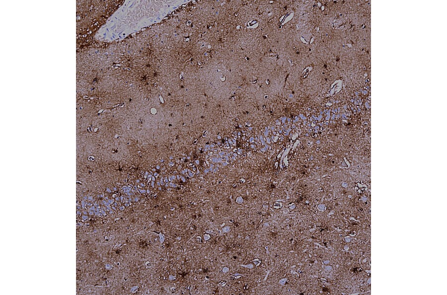 Immunohistochemistry - Anti-MARCKS Antibody [5F9] (A270556) - Antibodies.com