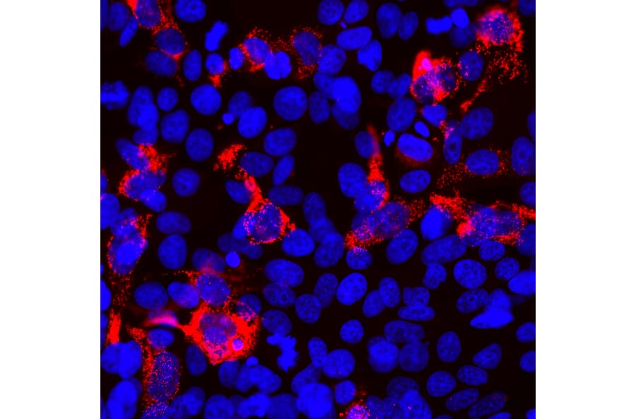 Immunofluorescence - Anti-SARS-CoV-2 Spike Glycoprotein RBD Antibody [5G8] (A270557) - Antibodies.com