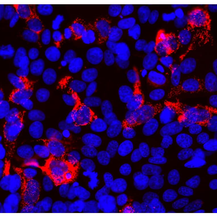 Immunofluorescence - Anti-SARS-CoV-2 Spike Glycoprotein RBD Antibody [5G8] (A270557) - Antibodies.com