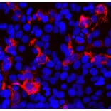 Immunofluorescence - Anti-SARS-CoV-2 Spike Glycoprotein RBD Antibody [5G8] (A270557) - Antibodies.com