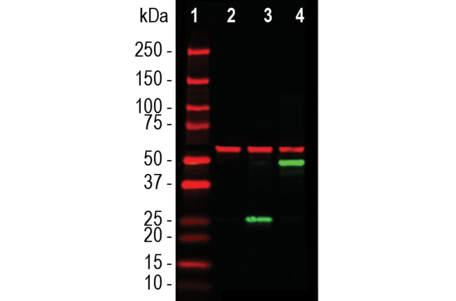 Western Blot - Anti-SARS-CoV-2 Spike Glycoprotein RBD Antibody [5G8] (A270557) - Antibodies.com