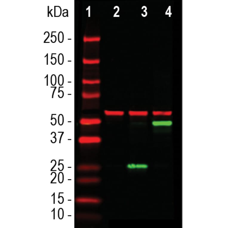 Western Blot - Anti-SARS-CoV-2 Spike Glycoprotein RBD Antibody [5G8] (A270557) - Antibodies.com