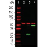 Western Blot - Anti-SARS-CoV-2 Spike Glycoprotein RBD Antibody [5G8] (A270557) - Antibodies.com