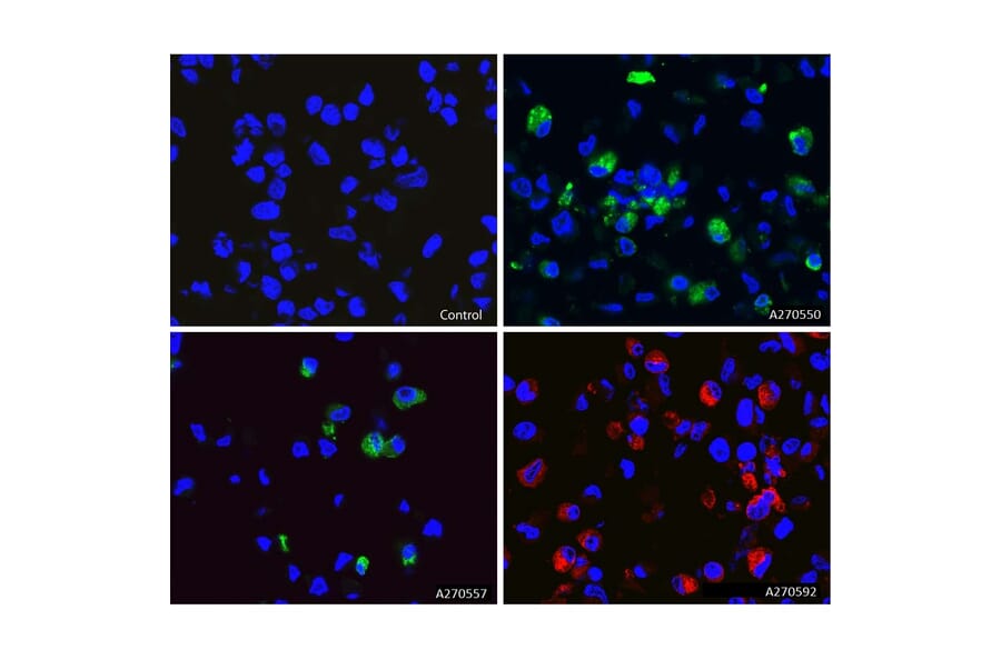 Immunofluorescence - Anti-SARS-CoV-2 Spike Glycoprotein RBD Antibody [5G8] (A270557) - Antibodies.com