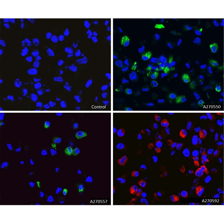 Immunofluorescence - Anti-SARS-CoV-2 Spike Glycoprotein RBD Antibody [5G8] (A270557) - Antibodies.com