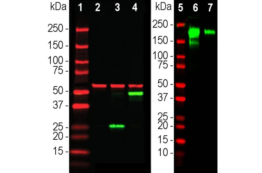 Western Blot - Anti-SARS-CoV-2 Spike Glycoprotein RBD Antibody [5G8] (A270557) - Antibodies.com