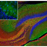 Immunofluorescence - Anti-beta Synuclein Antibody [6A10] (A270558) - Antibodies.com