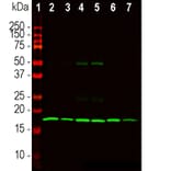 Western Blot - Anti-beta Synuclein Antibody [6A10] (A270558) - Antibodies.com