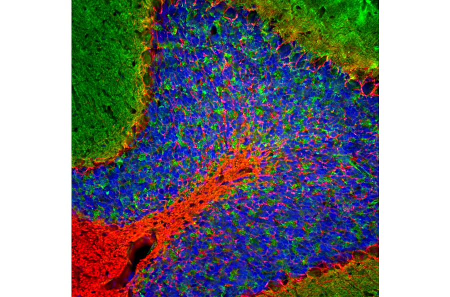 Immunofluorescence - Anti-beta Synuclein Antibody [6A10] (A270558) - Antibodies.com