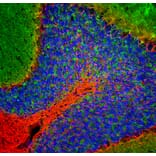 Immunofluorescence - Anti-beta Synuclein Antibody [6A10] (A270558) - Antibodies.com