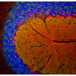 Immunofluorescence - Anti-beta Synuclein Antibody [6A10] (A270558) - Antibodies.com