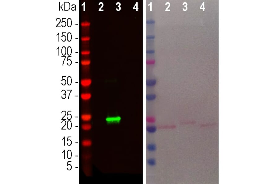 Western Blot - Anti-beta Synuclein Antibody [6A10] (A270558) - Antibodies.com