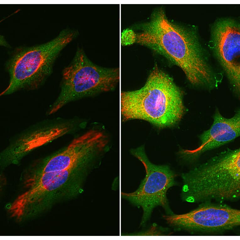Immunofluorescence - Anti-Annexin V Antibody [6A12] (A270559) - Antibodies.com