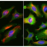 Immunofluorescence - Anti-Annexin V Antibody [6A12] (A270559) - Antibodies.com
