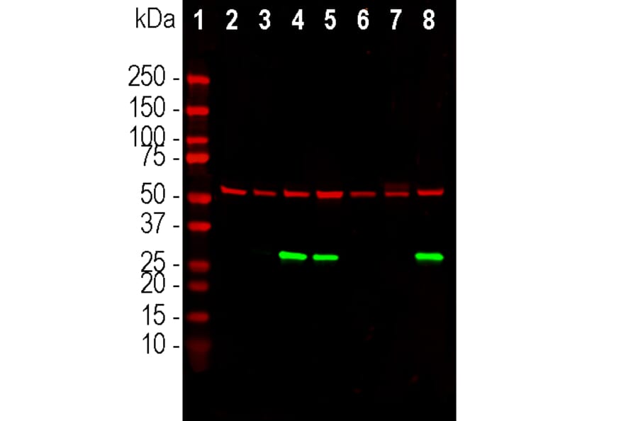 Western Blot - Anti-Annexin V Antibody [6A12] (A270559) - Antibodies.com