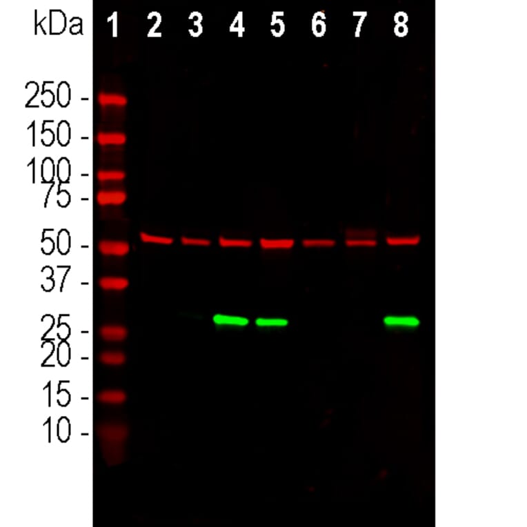 Western Blot - Anti-Annexin V Antibody [6A12] (A270559) - Antibodies.com