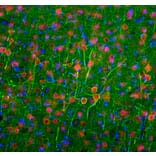 Immunofluorescence - Anti-NF-L Antibody [6H112] (A270560) - Antibodies.com