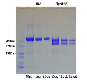 SDS-PAGE - Native Porcine GFAP Protein (A270561) - Antibodies.com