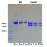 SDS-PAGE - Native Porcine GFAP Protein (A270561) - Antibodies.com