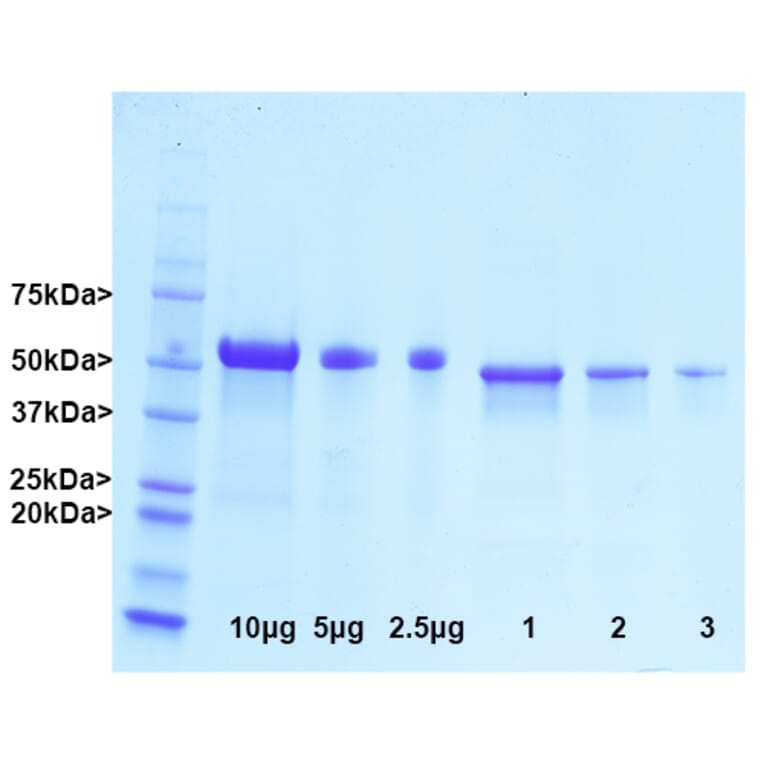SDS-PAGE - Native Porcine GFAP Protein (A270561) - Antibodies.com