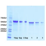 SDS-PAGE - Native Porcine GFAP Protein (A270561) - Antibodies.com
