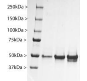 Western Blot - Native Bovine GFAP Protein (A270562) - Antibodies.com