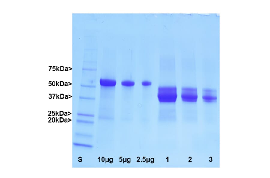 SDS-PAGE - Native Bovine GFAP Protein (A270562) - Antibodies.com