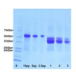 SDS-PAGE - Native Bovine GFAP Protein (A270562) - Antibodies.com