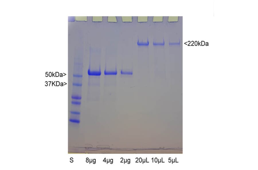 SDS-PAGE - Native Bovine NF-H Polypeptide (A270563) - Antibodies.com