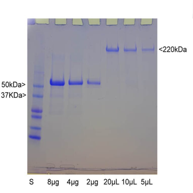 SDS-PAGE - Native Bovine NF-H Polypeptide (A270563) - Antibodies.com