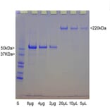 SDS-PAGE - Native Bovine NF-H Polypeptide (A270563) - Antibodies.com