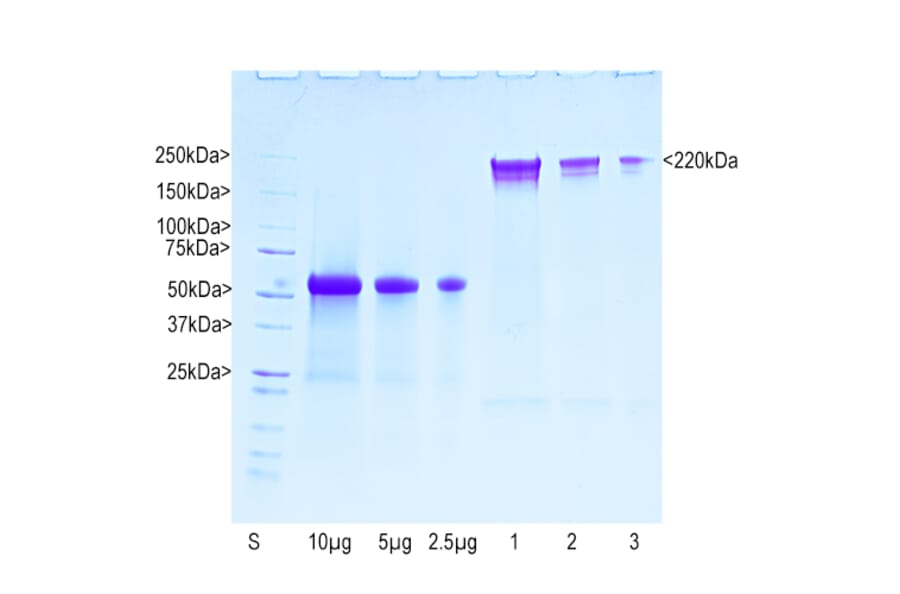 SDS-PAGE - Native Bovine NF-H Polypeptide (A270563) - Antibodies.com