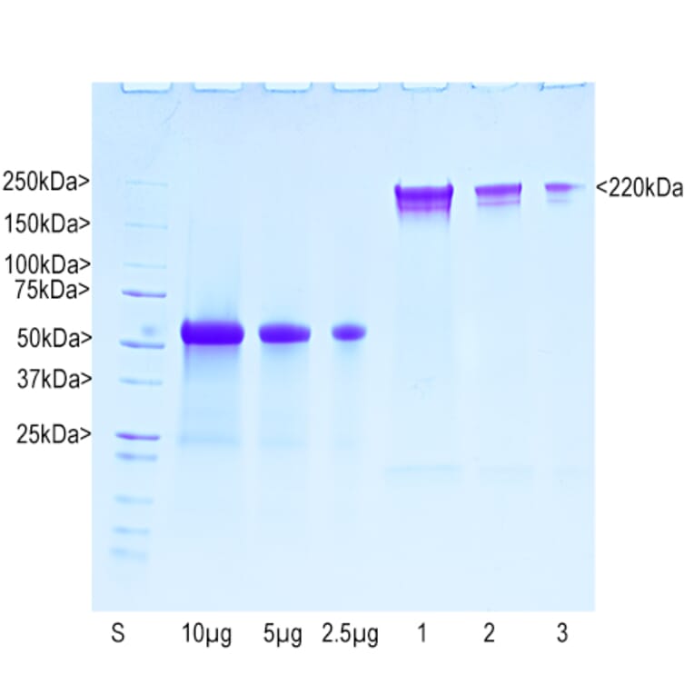 SDS-PAGE - Native Bovine NF-H Polypeptide (A270563) - Antibodies.com