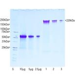 SDS-PAGE - Native Bovine NF-H Polypeptide (A270563) - Antibodies.com