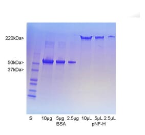 SDS-PAGE - Native Porcine Neurofilament Heavy Polypeptide Protein (A270564) - Antibodies.com