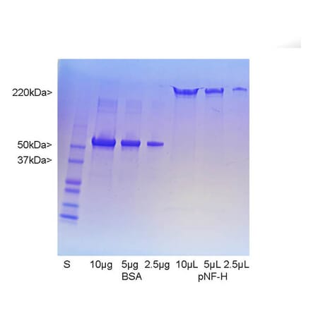 SDS-PAGE - Native Porcine Neurofilament Heavy Polypeptide Protein (A270564) - Antibodies.com