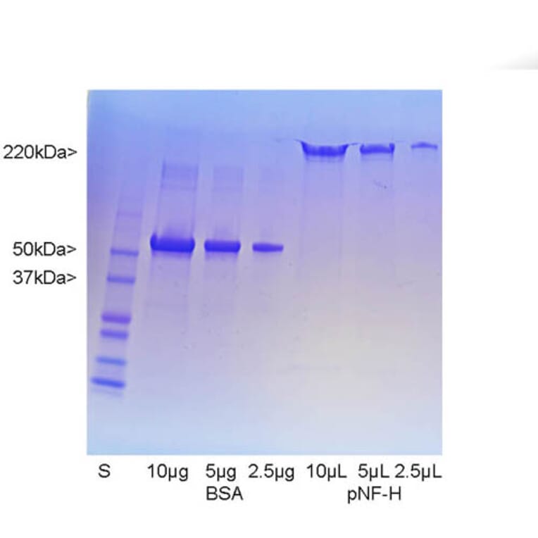 SDS-PAGE - Native Porcine NF-H Polypeptide (A270564) - Antibodies.com