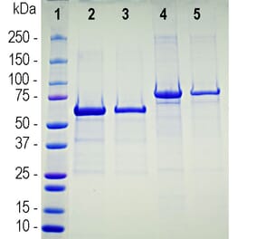 SDS-PAGE - Recombinant Human ACE2 Protein (A270565) - Antibodies.com