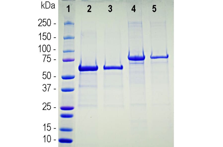 SDS-PAGE - Recombinant Human ACE2 Protein (A270565) - Antibodies.com