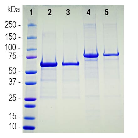 SDS-PAGE - Recombinant Human ACE2 Protein (A270565) - Antibodies.com