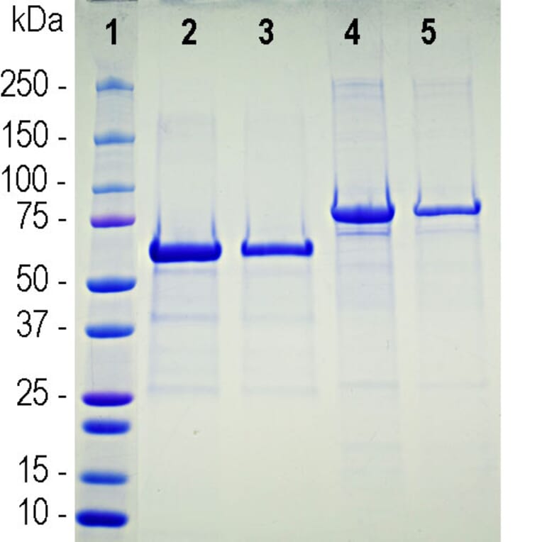 SDS-PAGE - Recombinant Human ACE2 Protein (A270565) - Antibodies.com