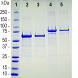 SDS-PAGE - Recombinant Human ACE2 Protein (A270565) - Antibodies.com