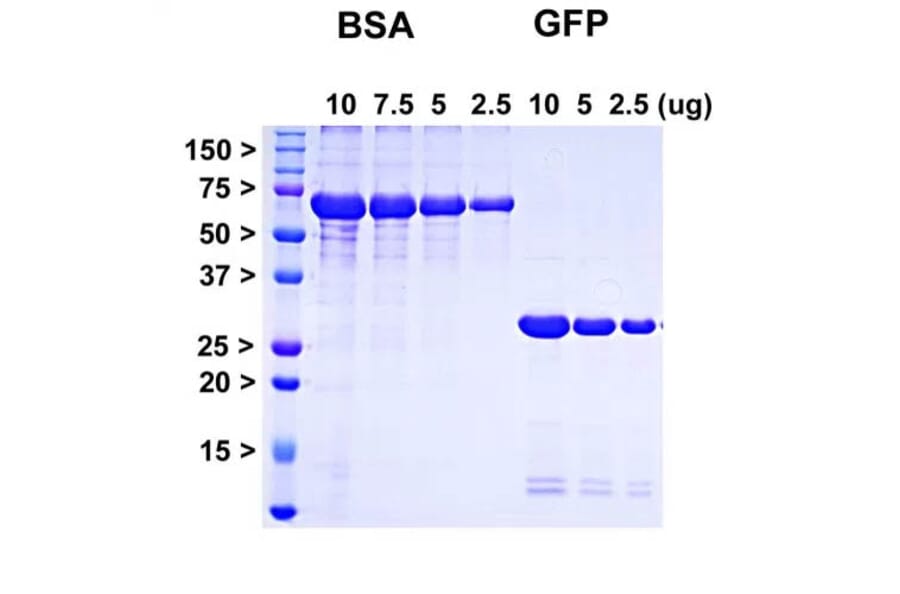 SDS-PAGE - Recombinant AcGFP Protein (A270566) - Antibodies.com