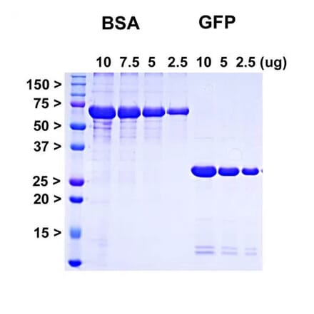SDS-PAGE - Recombinant AcGFP Protein (A270566) - Antibodies.com