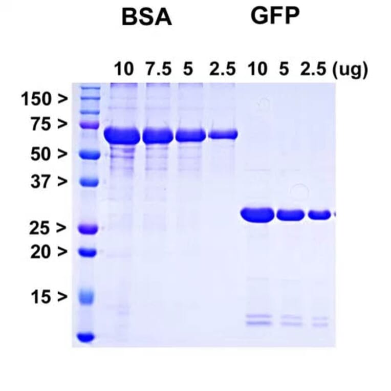 SDS-PAGE - Recombinant AcGFP Protein (A270566) - Antibodies.com