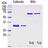 SDS-PAGE - Recombinant Human Calbindin Protein (A270568) - Antibodies.com