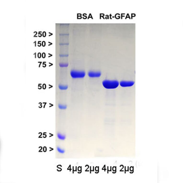 SDS-PAGE - Recombinant Rat GFAP Protein (A270570) - Antibodies.com